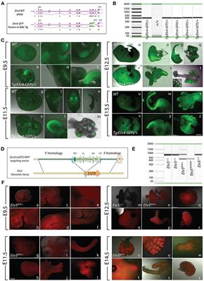 Characterization of Tg(Etv4-GFP) and Etv5RFP Reporter Lines in the Context of Fibroblast Growth Factor 10 Signaling During Mouse Embryonic Lung Development